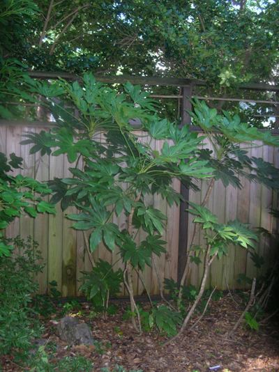 Japanese Fatsia